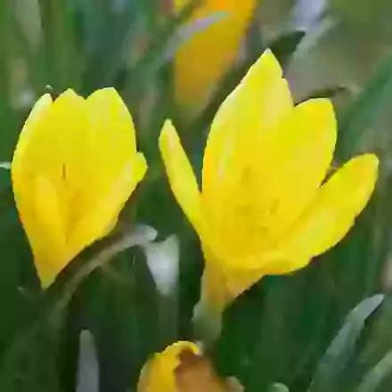 Lutea